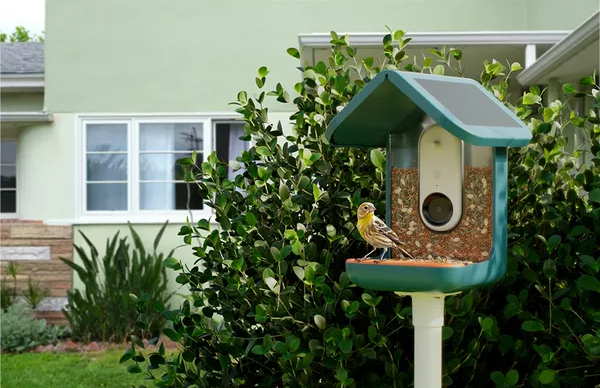 Bird Buddy Pro Alimentador Solar Para Aves Con Cámara Inteligente 2K