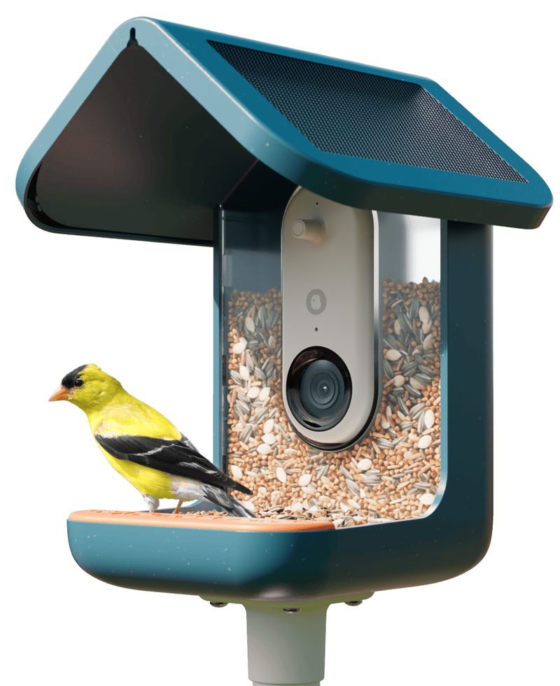 Bird Buddy Pro Alimentador Solar Para Aves Con Cámara Inteligente 2K